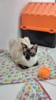 PERLA