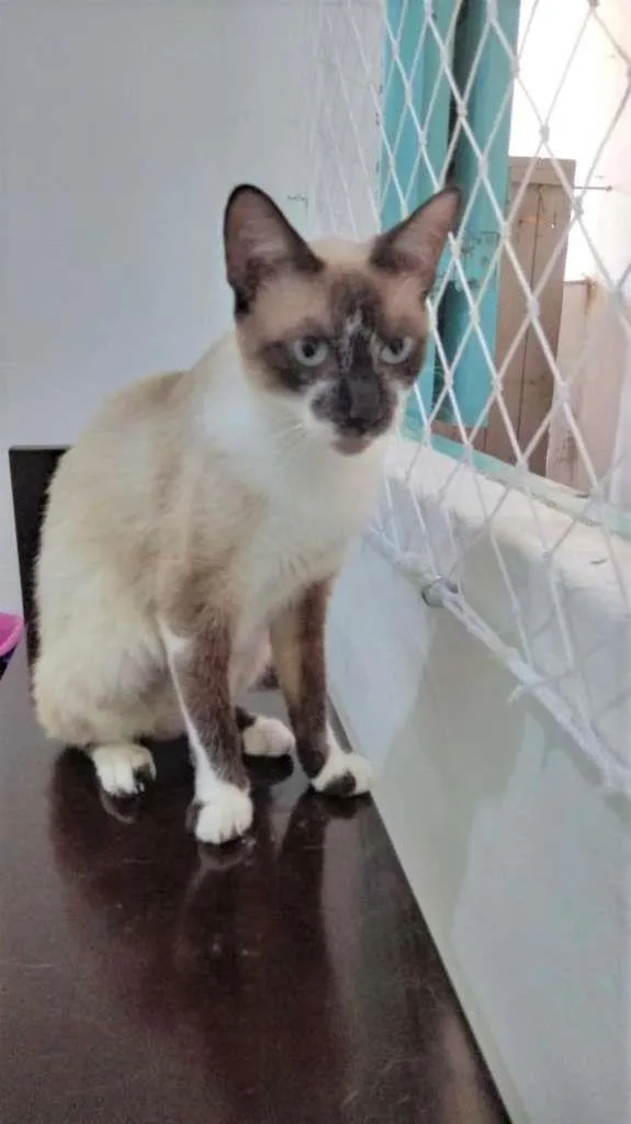Gato ra a SRD-ViraLata idade 7 a 11 meses nome PERLA