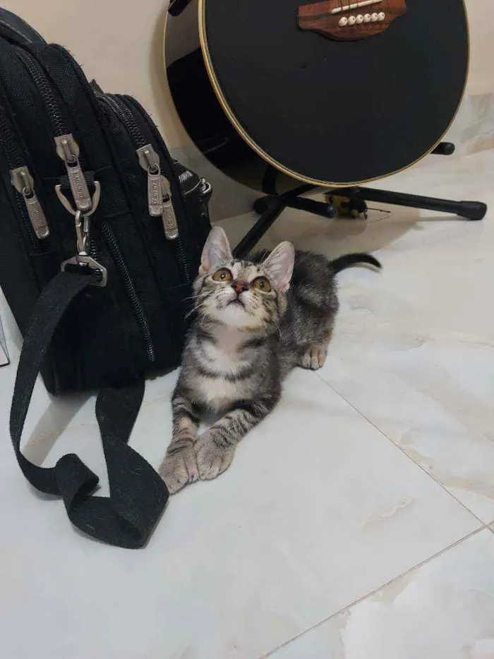 Gato ra a SrD idade 2 a 6 meses nome Tigrinha