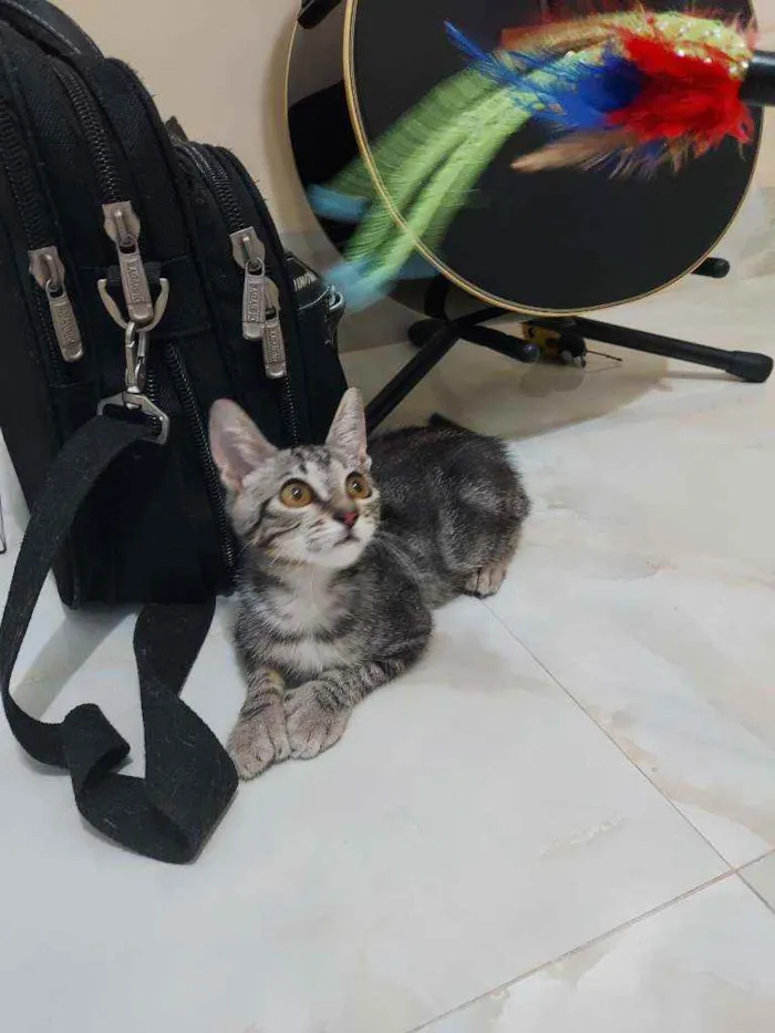 Gato ra a SrD idade 2 a 6 meses nome Tigrinha