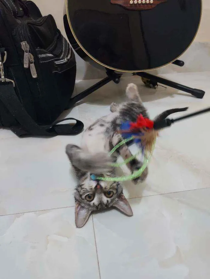 Gato ra a SrD idade 2 a 6 meses nome Tigrinha