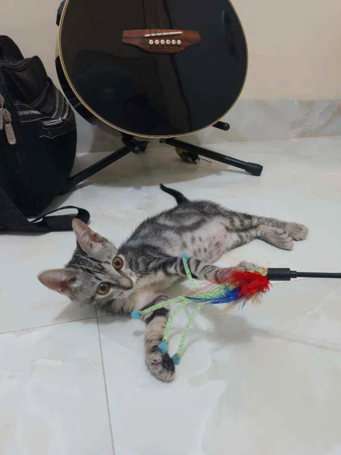 Gato ra a SrD idade 2 a 6 meses nome Tigrinha