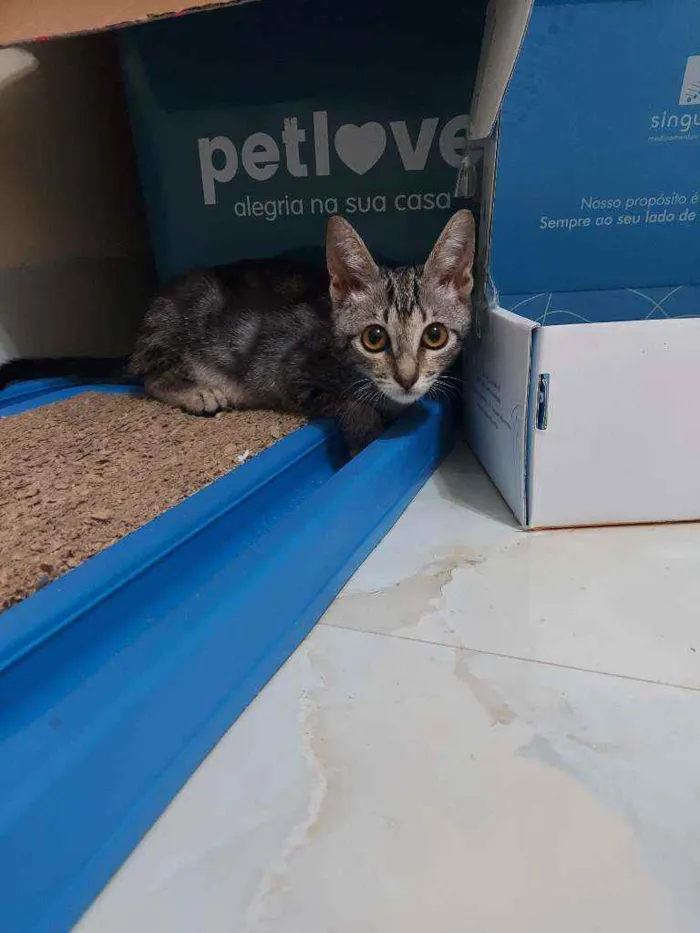 Gato ra a SrD idade 2 a 6 meses nome Tigrinha