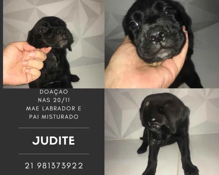 Cachorro ra a SRD idade 2 a 6 meses nome Judite