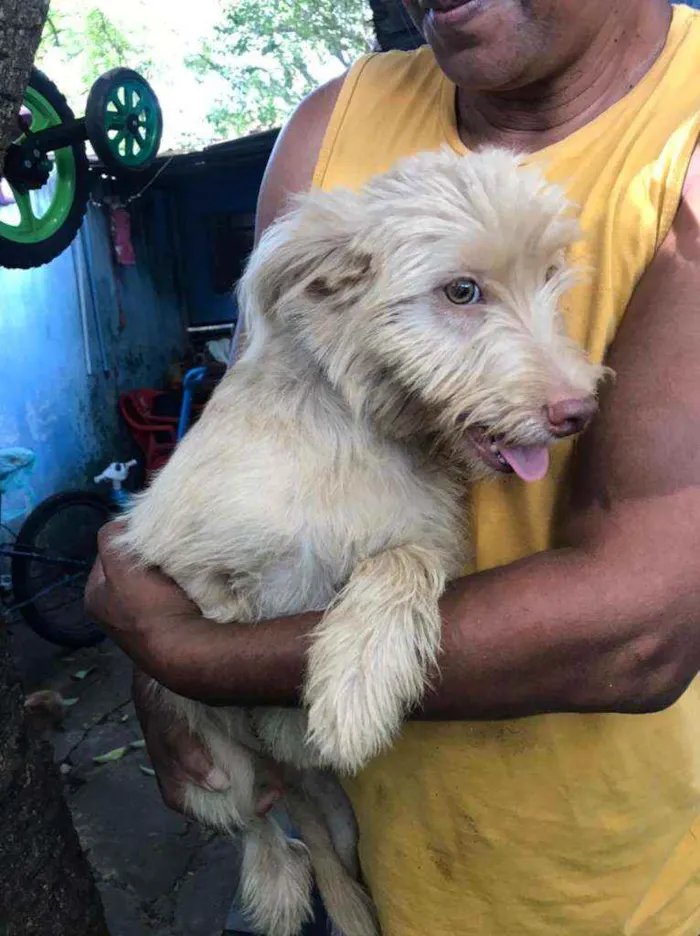 Cachorro raça Canina idade 2 a 6 meses nome Albino e Miranda