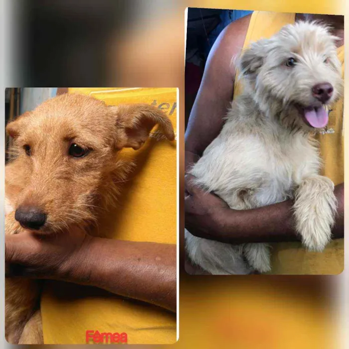 Cachorro raça Canina idade 2 a 6 meses nome Albino e Miranda