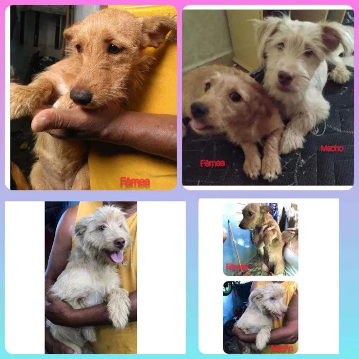 Cachorro raça Canina idade 2 a 6 meses nome Albino e Miranda