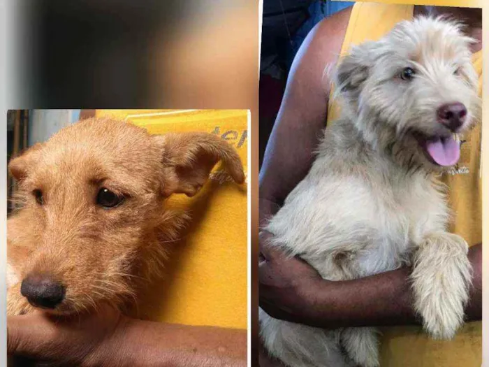 Cachorro raça Canina idade 2 a 6 meses nome Albino e Miranda