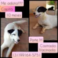 Capitã 