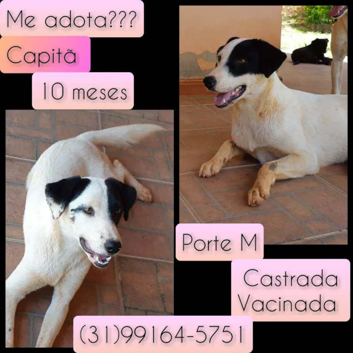Cachorro raça SRD idade 7 a 11 meses nome Capitã 