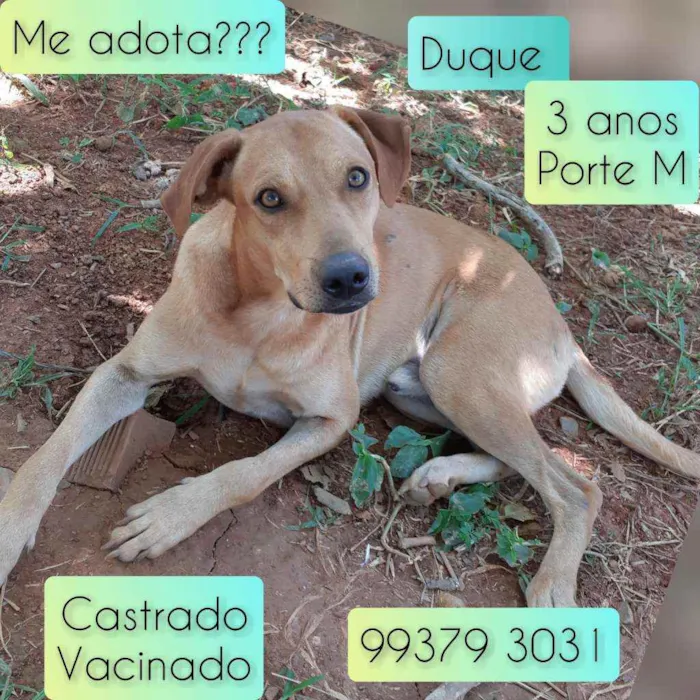 Cachorro raça SRD idade 3 anos nome Duque