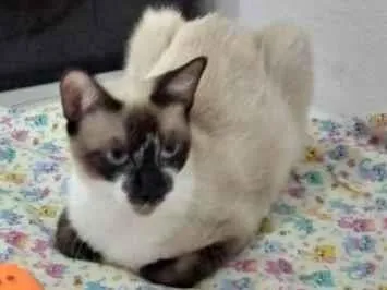 Gato ra a SRD-ViraLata idade 7 a 11 meses nome PERLA
