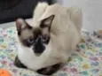 PERLA