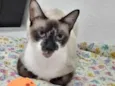 PERLA