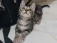 Tigrinha
