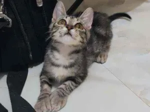 Gato raça SrD idade 2 a 6 meses nome Tigrinha