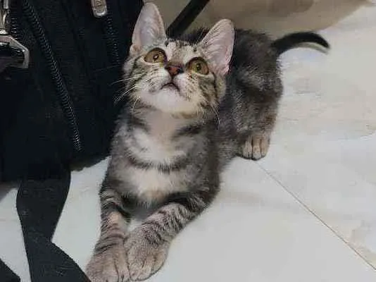 Gato ra a SrD idade 2 a 6 meses nome Tigrinha
