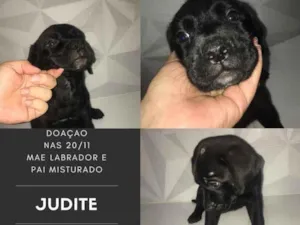 Cachorro raça SRD idade 2 a 6 meses nome Judite
