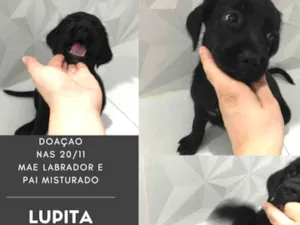 Cachorro raça SRD idade 2 a 6 meses nome Lupita