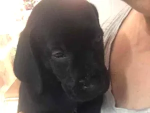 Cachorro raça SRD idade 2 a 6 meses nome Neguinha