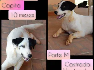 Cachorro raça SRD idade 7 a 11 meses nome Capitã 