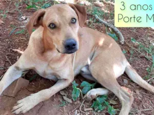 Cachorro raça SRD idade 3 anos nome Duque