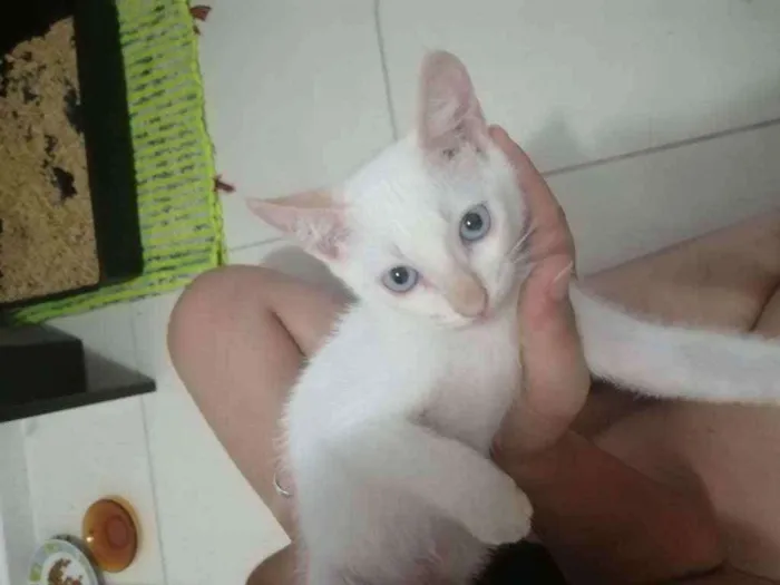 Gato ra a SRD idade 2 a 6 meses nome Branquinho