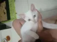 Branquinho