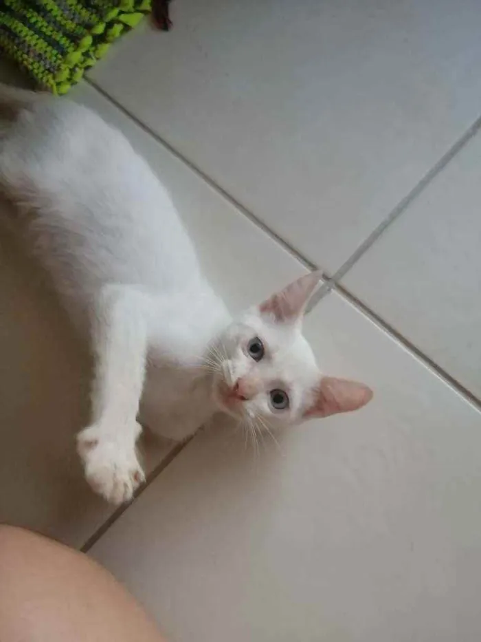 Gato ra a SRD idade 2 a 6 meses nome Branquinho