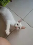 Branquinho