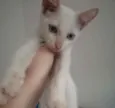 Branquinho
