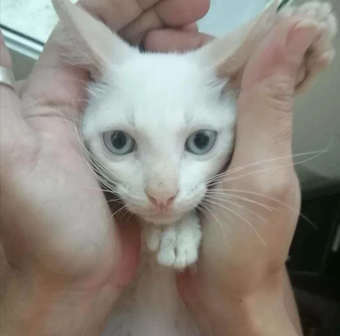 Gato ra a SRD idade 2 a 6 meses nome Branquinho