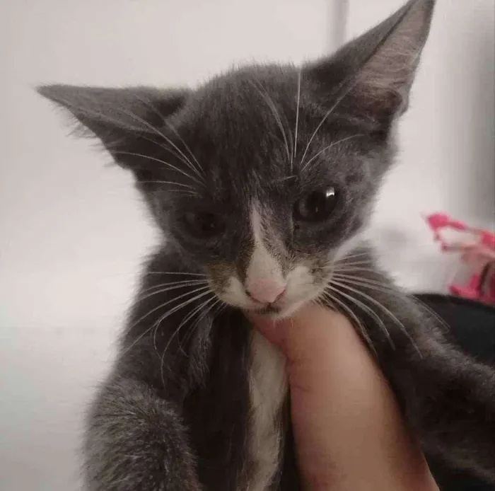 Gato ra a SRD idade 2 a 6 meses nome Cinzinha