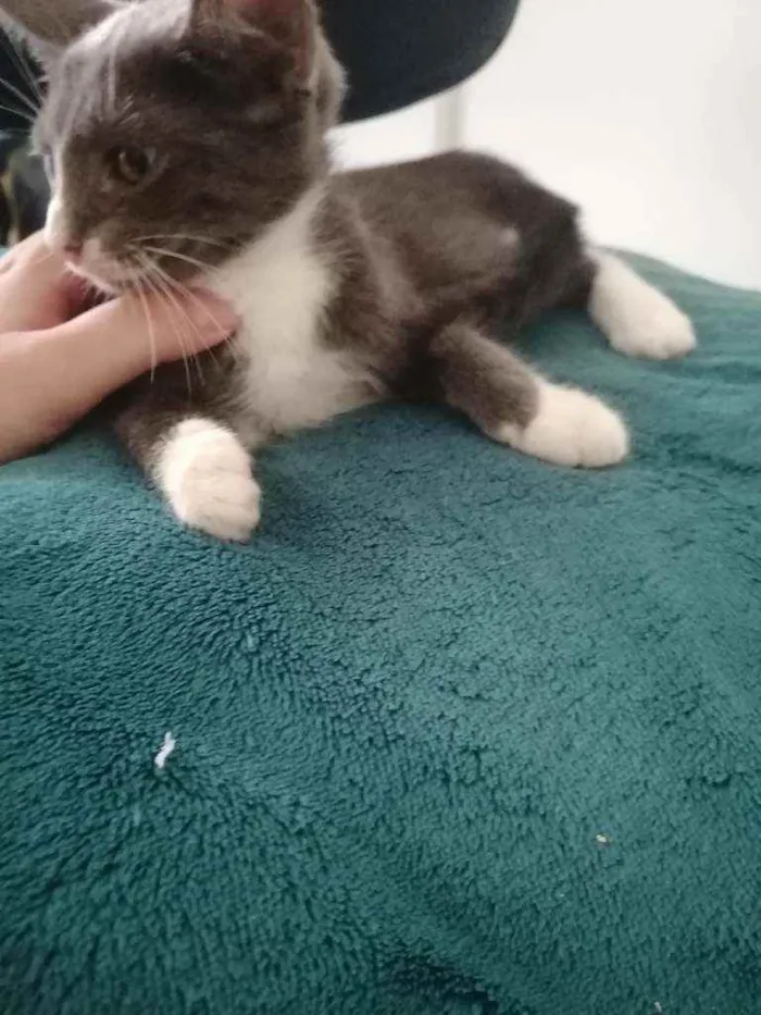 Gato ra a SRD idade 2 a 6 meses nome Cinzinha