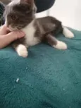 Cinzinha