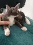 Cinzinha