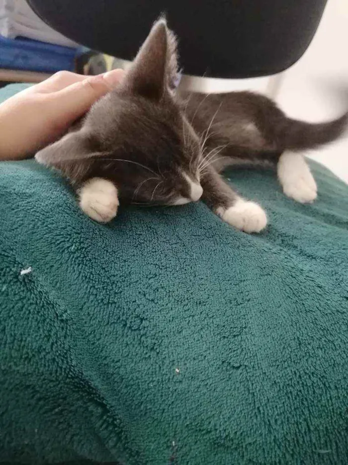 Gato ra a SRD idade 2 a 6 meses nome Cinzinha