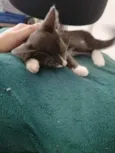 Cinzinha