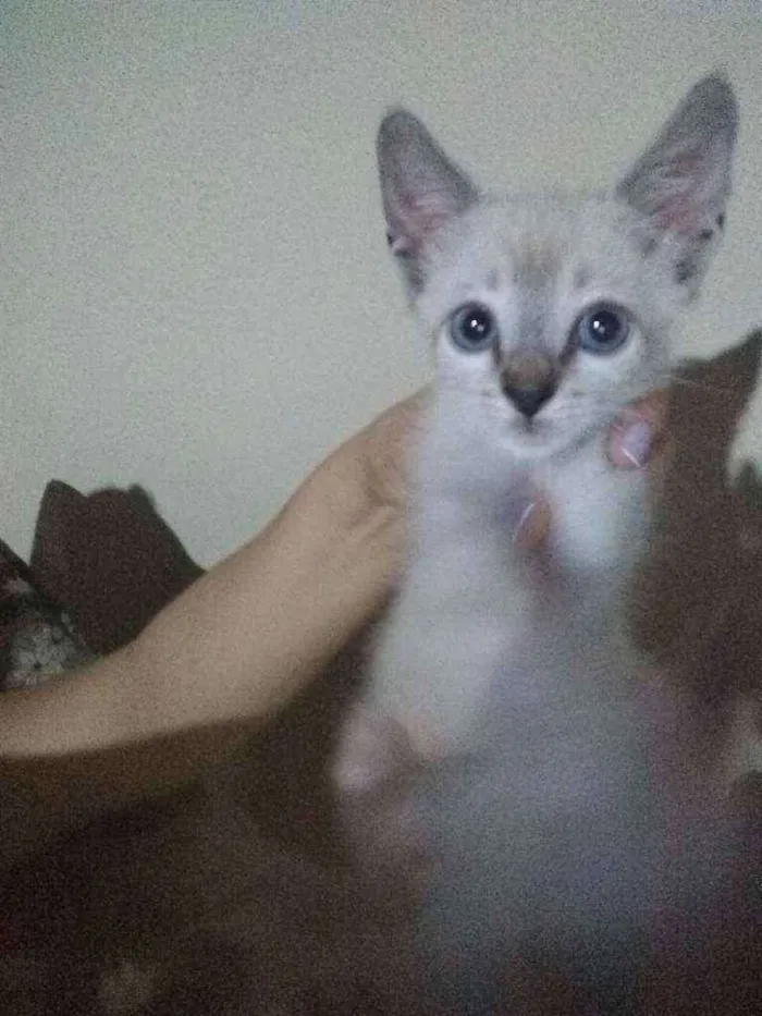 Gato ra a Aparentemente siamês com SRD idade Abaixo de 2 meses nome Não tem.nome