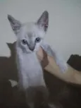 Não tem.nome