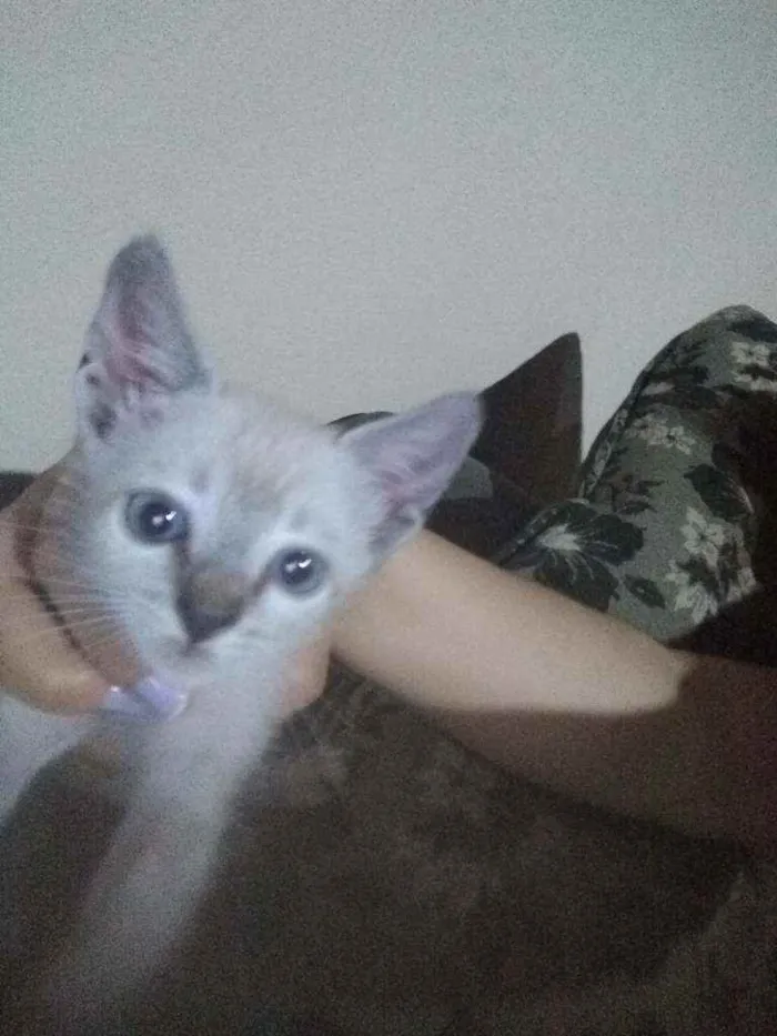 Gato ra a Aparentemente siamês com SRD idade Abaixo de 2 meses nome Não tem.nome