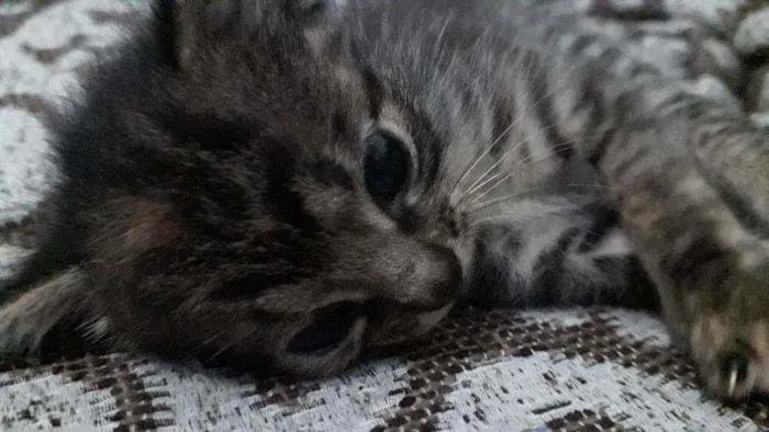 Gato ra a Vira lata  idade Abaixo de 2 meses nome Paçoquinha 