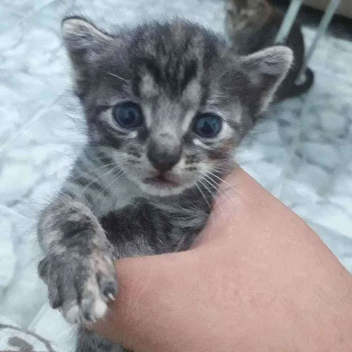 Gato ra a Vira lata  idade Abaixo de 2 meses nome Paçoquinha 