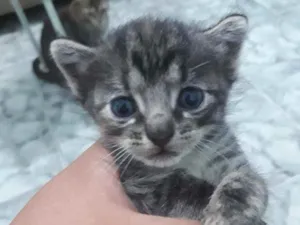 Gato raça Vira lata  idade Abaixo de 2 meses nome Paçoquinha 