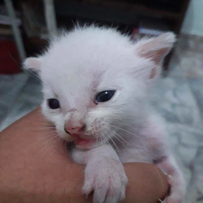 Gato ra a Vira lata  idade Abaixo de 2 meses nome Olaf