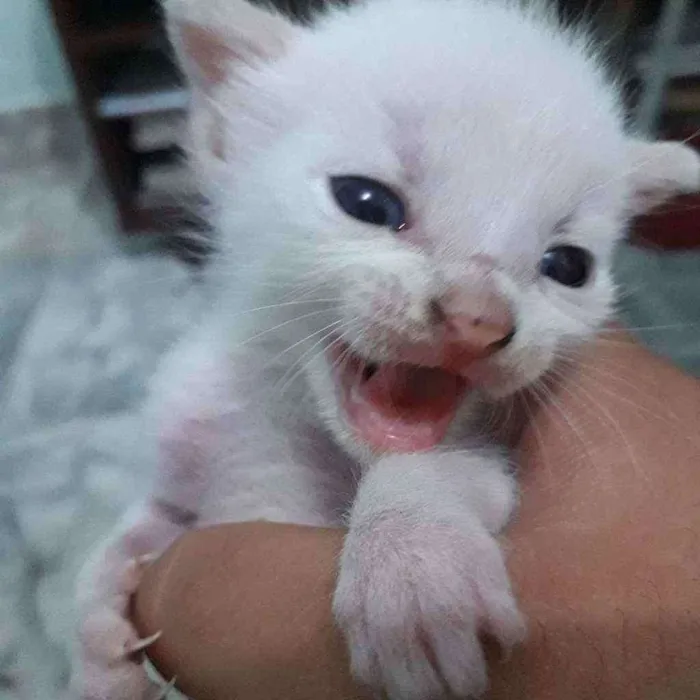 Gato ra a Vira lata  idade Abaixo de 2 meses nome Olaf