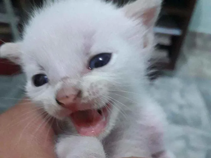 Gato ra a Vira lata  idade Abaixo de 2 meses nome Olaf