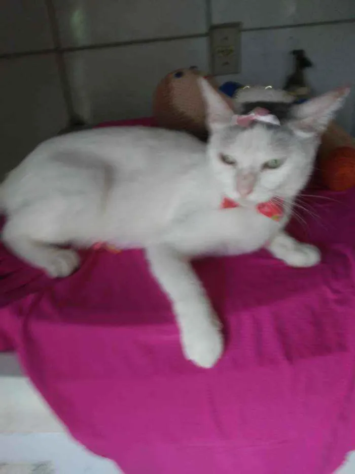 Gato ra a Comum idade 2 anos nome Lilica