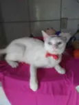 Lilica