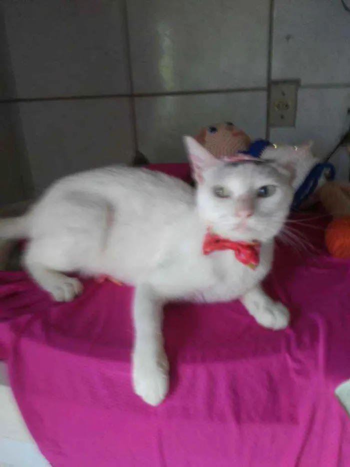 Gato ra a Comum idade 2 anos nome Lilica